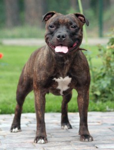 стаффордширский бультерьер